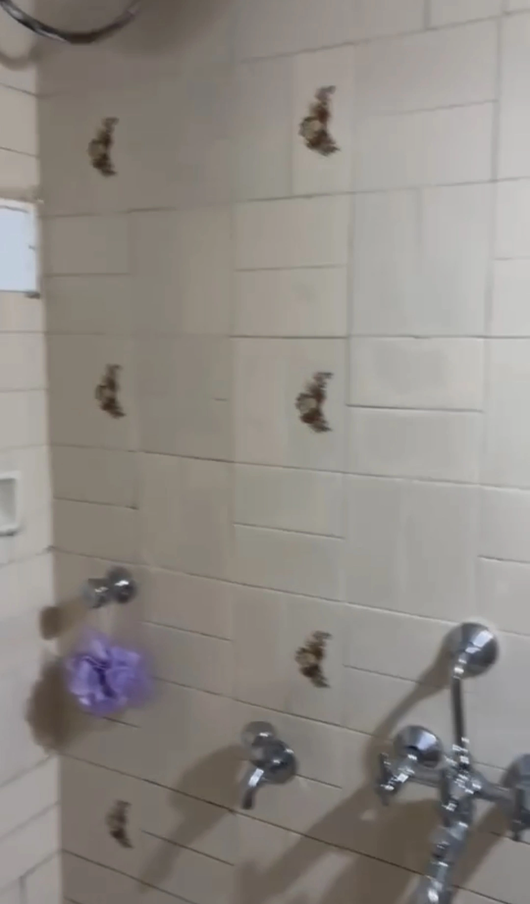 1 BHK Flat for Rent in Suraj Heights, Goregaon East